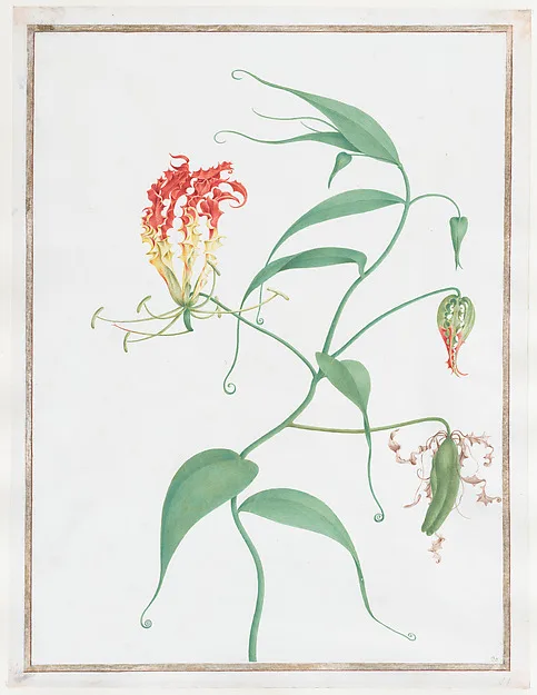 Prachtlilie (Gloriosa superba), Pierre-Joseph Redouté (1759–1840)