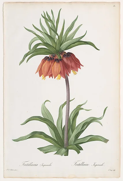 Kaiserkrone (Fritillaria imperialis), Pierre-Joseph Redouté (1759–1840)