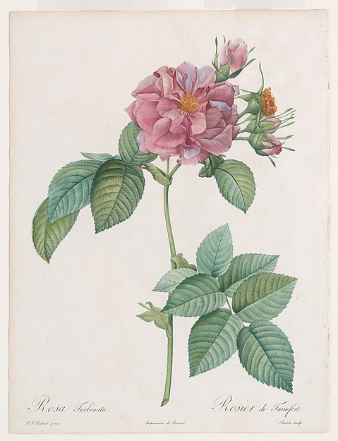 Frankfurter Rose (Rosa turbinata), Pierre-Joseph Redouté (1759–1840)