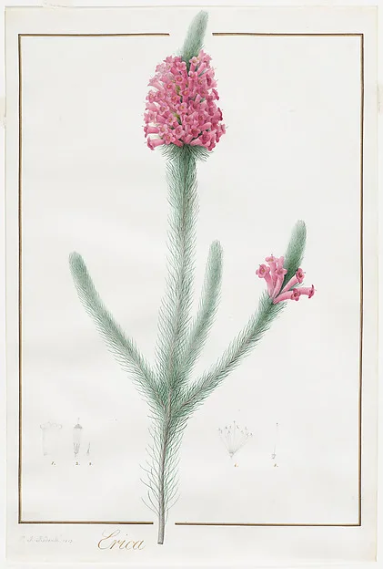 Heide (Erica fulgida), Pierre-Joseph Redouté (1759–1840)