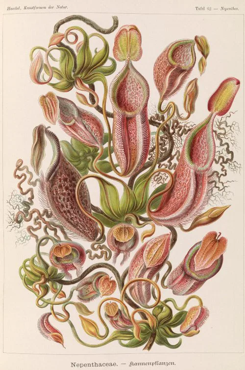 Kannenpflanzen (Nepenthaceae), Ernst Haeckel (1834–1919)