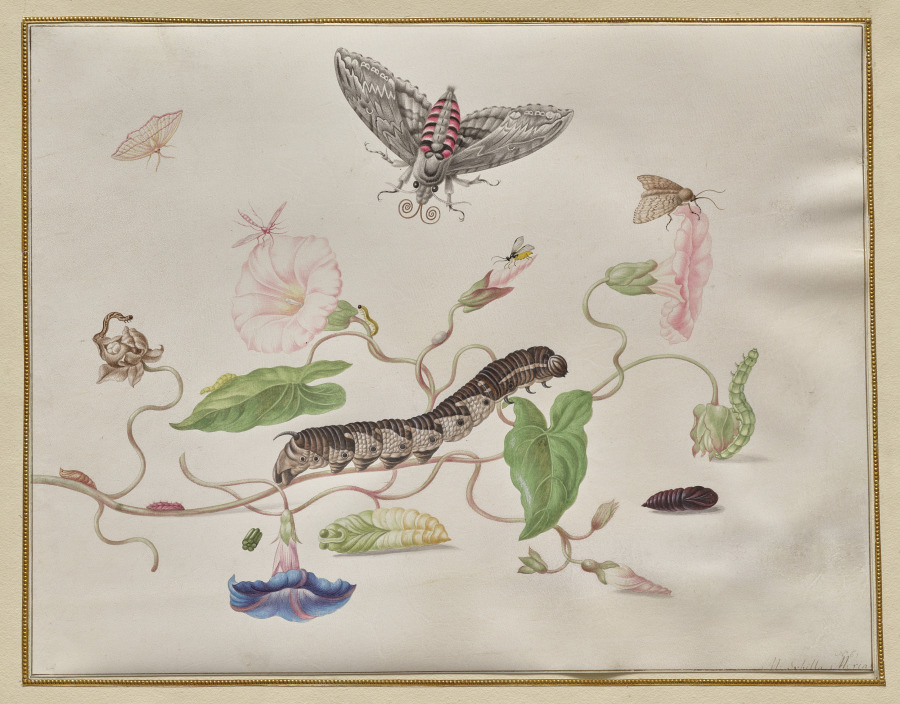 Winde und Windenschwärmer, Maria Sibylla Merian (1647–1717)
