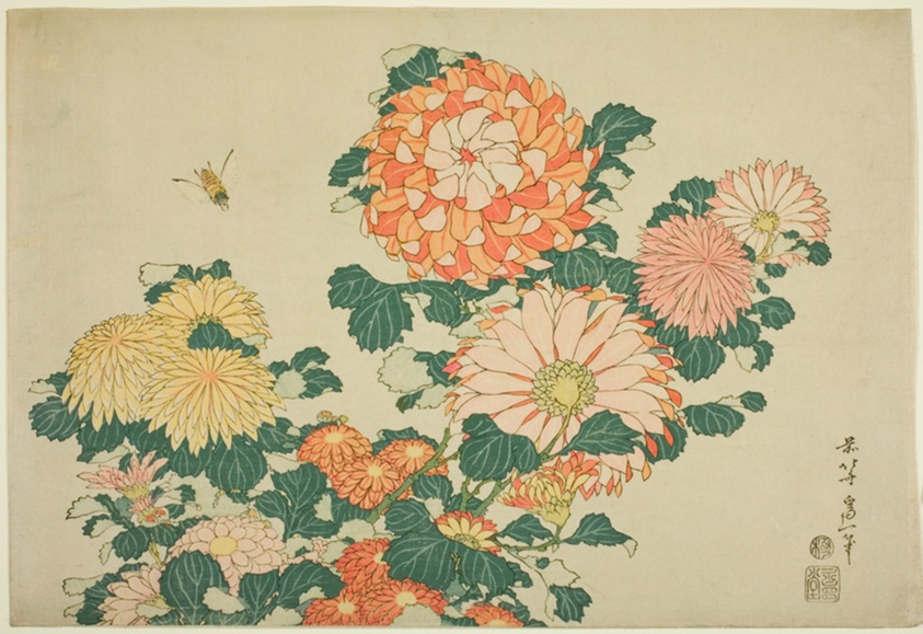 Chrysanthemen und Bremse, Katsushika Hokusai (1760–1849)